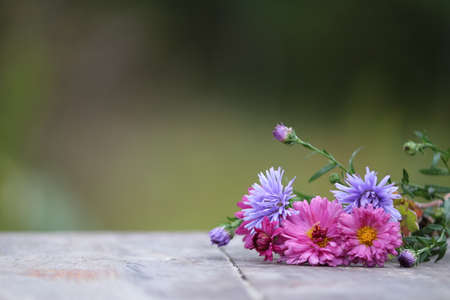 Bright pink and blue heads of chrysanthemum and aster flowers on a wooden surface against a green...