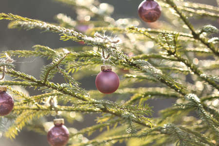 Pink glass Christmas balls on a green spruce branch outdoors in the morning sunlight. Bokeh effect....