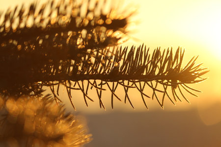 Spruce branch at dawn. Frosty branch of blue spruce in the rays of the rising sun. Fir tree branch...