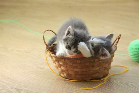 Little gray kittens play and fight in a basket indoors. Kittens in a basket and balls of wool. Copy...