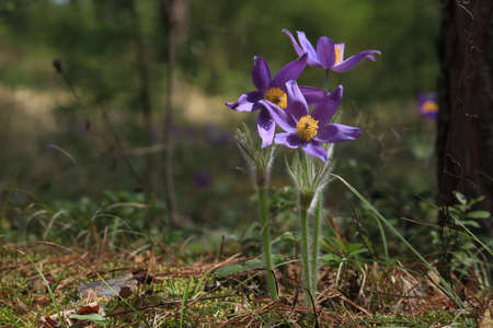 Pulsatilla patens, eastern pasqueflower. Blooming flowers with purple petals and yellow stamens in...