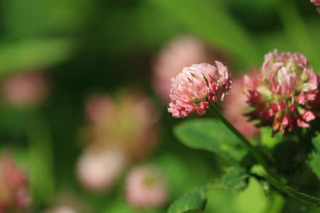 Trifolium hybridum, Alsike clover. Brightly lit pink clover in the meadow on a sunny summer morning. Pink natural background. Flower head of pink clover close-up outdoors.の写真素材