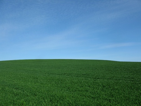 Spring summer green field horizon with blue sky