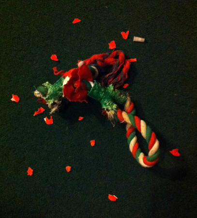 Christmas dog toy destroyed, end of festival, green and redの写真素材