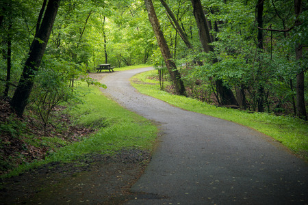 trail in the forest