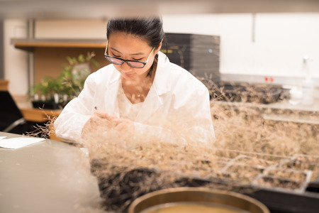 Researcher in the plant growth chamber harvest seedsの写真素材
