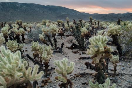 Cactus gardenの写真素材