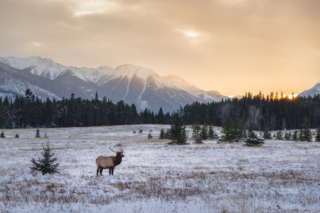 Banff National Park landscapeの写真素材