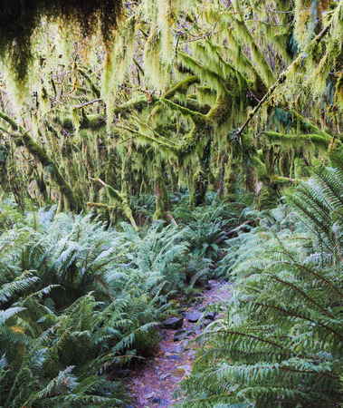 Rainforest along the Milford Track, New Zealand