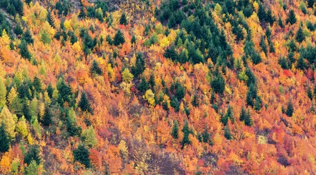 autumn colors in the forestの写真素材