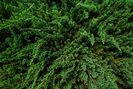 Small shrub From the top viewの写真素材