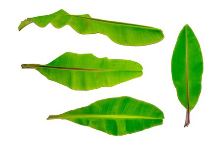 Banana leaf set with  .の写真素材