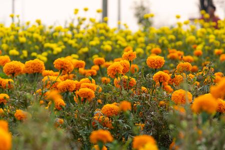 Orange marigold blooming in the flower field.の写真素材