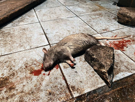 Dead mouse with red blood.の写真素材