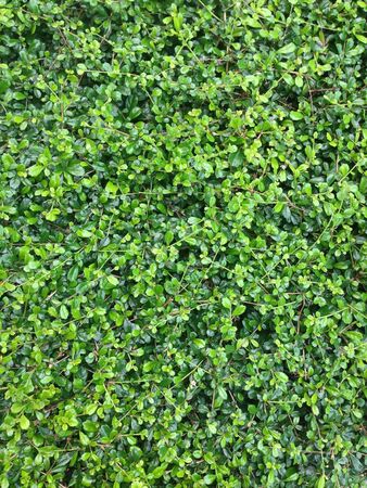 Eco leaf