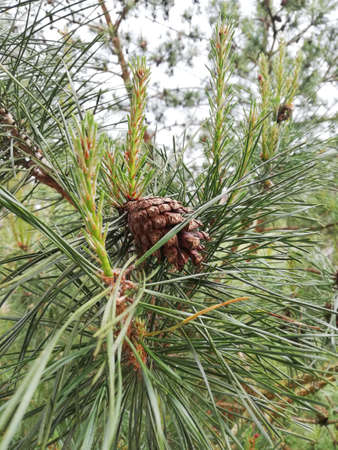 Pine cone clouseupのeditorial素材