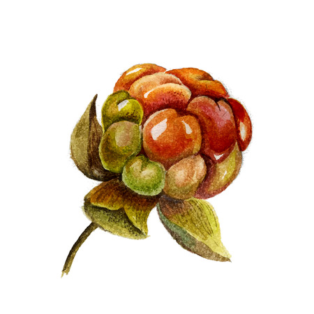 Delicious Watercolor Cloudberry isolated on white background. illustration