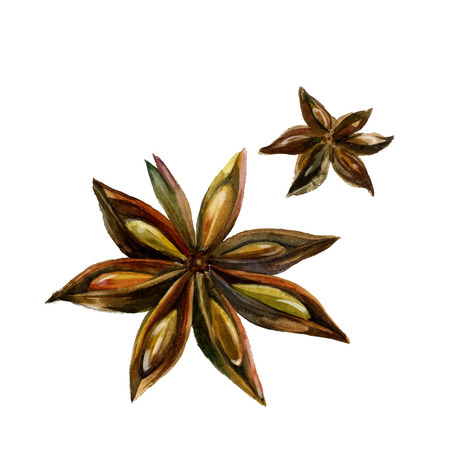 Watercolor anise isolated on white background. illustrationのイラスト素材