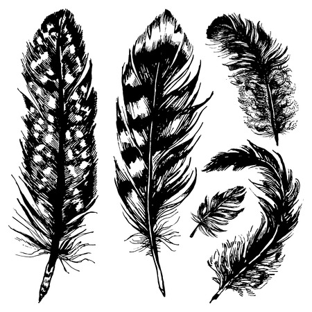 Collection of owl, pheasant, peacock, blue jay, raven, pigeon and other bird feathers. Hand drawn ink illustration in trendy rustic, boho, grunge style.のイラスト素材