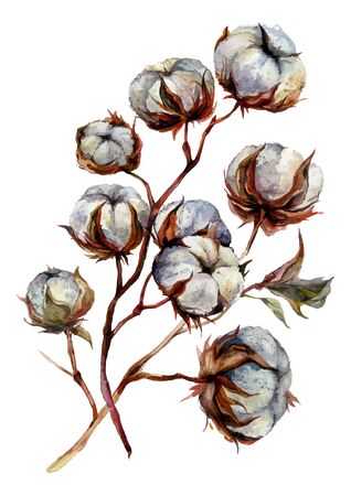 Watercolor Cotton Plant Isolated on White. Drawing of Cotton Bolls. Rustic Floral Wedding Arrangement. Farmhouse Decor. Country Lifestyle. Vintage Style Botanical Illustration.のイラスト素材