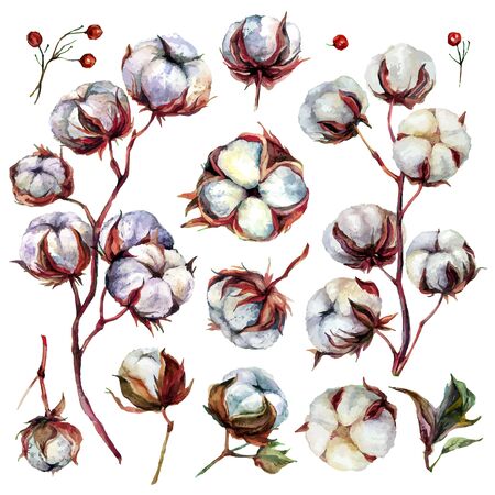 Watercolor Cotton Plant Isolated on White. Drawing of Cotton Bolls. Rustic Floral Wedding Arrangement. Farmhouse Decor. Country Lifestyle. Vintage Style Botanical Illustration.のイラスト素材