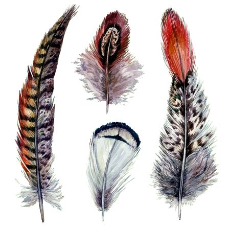Collection of Watercolor Pheasant Feathers. Wild Nature Bird Plumage. Boho Decoration Elements Isolated on White. Vintage Design. Illustration in Realistic Style.のイラスト素材