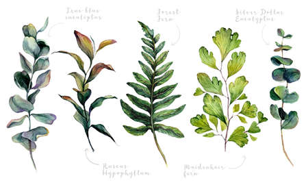 Watercolor Collection of Wedding Greenery: Blue Eucalyptus, Ruscus Hypophyllum, Forest Fern, Maidenhair Fern, Silver Dollar Eucalyptus. Botanical Print of Trendy Plants. Isolated Vintage Illustration.のイラスト素材