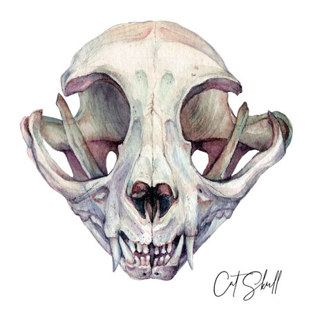 Watercolor Illustration of Cat Skull Isolated on White. Dead Cat's Head Bones Halloween Clipart. Tattoo Sketch, Wall Art Gothic Horror Decoration in Vintage Style. Realistic Painting.の写真素材