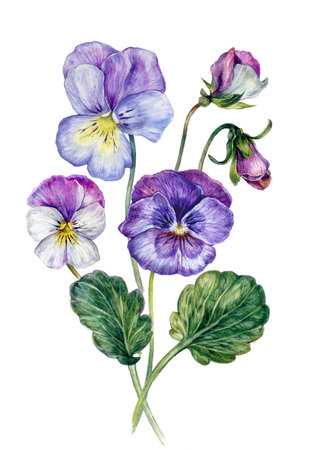 Watercolor Floral Collection of Colorful Violets. Realistic Botanical Illustration of Light Purple, Pink and Blue Violets Blossoms and Buds Isolated on White. Vintage Style Pansy Flowers.の写真素材