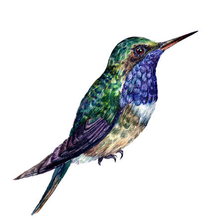 Watercolor Illustration of Sitting Hummingbird with Green and Blue Feathers Isolated on White. Realistic Drawing of Exotic Colibri Bird. Print For Tropical, Paradise, Summer Design in Vintage Style.の写真素材