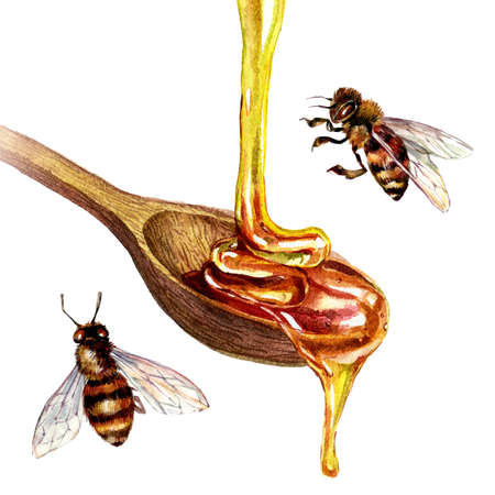 Watercolor Illustration of Golden Honey Pouring into Wooden Spoon Isolated on White. Drawing of Healthy Sweet Organic Food in Vintage Style.の写真素材