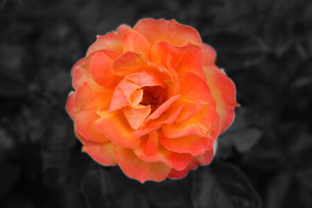 Orange Rosenblüteの写真素材