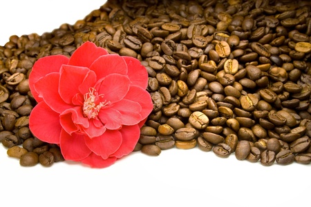 Coffeeの写真素材