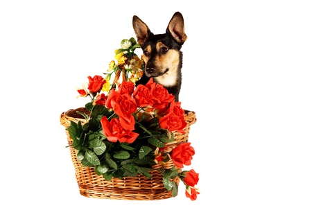 Dog in a basketの写真素材