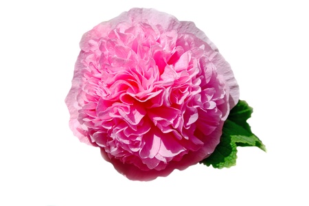 Alcea rosea ;Common Hollyhock, on white backgroundの写真素材