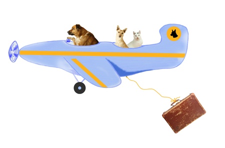 Animals, dogs and a tomcat on air travelの写真素材