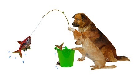 Fishing Dogs