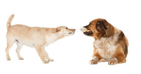 two dogs playing with a ball on white background