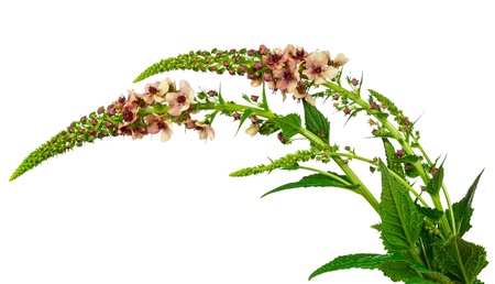 Mullein, Verbascum on white backgroundの写真素材