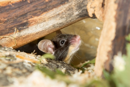 Cute little mouse peering out cautiously from under a log with its whiskers twitching and ear cocked...