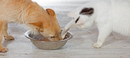 Cat trying to steal food from the dog bowl whilst the dog is eating