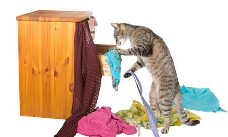 Curious tabby cat standing on its hind legs rummaging in a chest of drawers with clothing strewn around on the floor in disarrayの写真素材