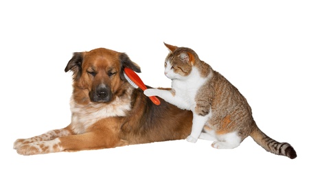 Quirky image of a pretty little cat with a red brush grooming its friend, a cute blissful brown crossbred dog lying basking in the attention with its eyes closed, isolated on whiteの写真素材