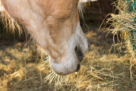 Close up of the horse mouth eating hey from a hey net.の写真素材