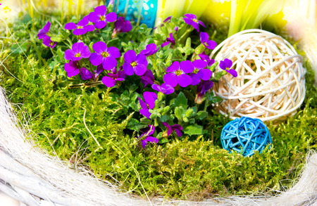 Aubretia with mos and raffia balls for early springtime garden decoration.の写真素材
