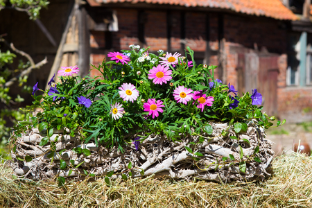 Pink Daisies andcommon periwinkle in a white, wooden container on hey in front of an old farmhouse.の写真素材
