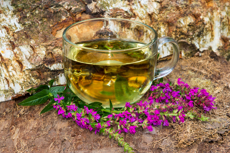 Tea or infusion of lythrum salicaria or purple loosestrife used in naturopahie medicine a an hepatoprotective and antidiabetic healing plant.の写真素材