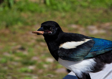 A eurasian Magpie or Pica Pica has some tasty meat in his beak.の写真素材
