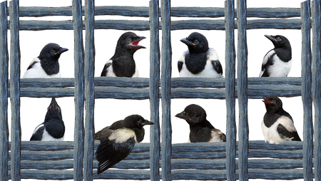 Young Magpies in different expressions between wood, in a geometric style.の写真素材