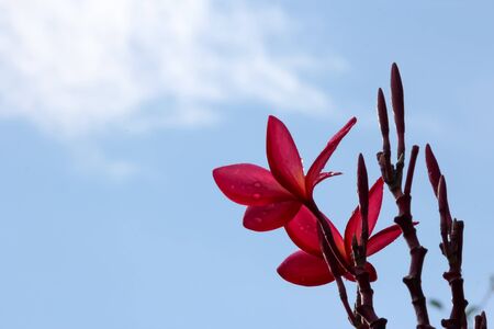 rain drop on red plumeria flower and blue sky on sunny dayの写真素材